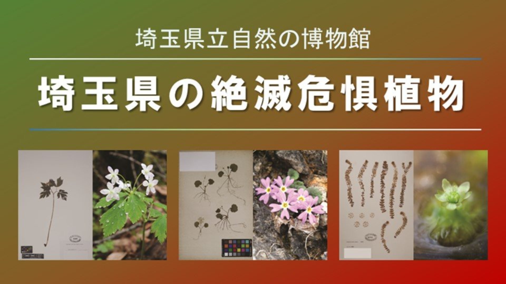 【準絶滅危惧種】１ｍ弱の高さの常緑樹である大和橘１本（写真右） 埼玉県の絶滅危惧植物 - ジャパンサーチ