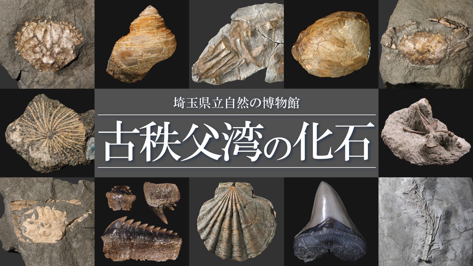 古秩父湾の化石 - ジャパンサーチ